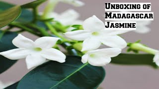 Unboxing of Madagascar Jasmine Stephanotis Floribunda [upl. by Abrahamsen]