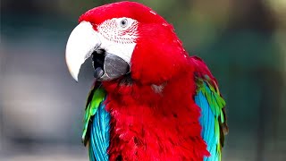 Scarlet macaw Natural sounds [upl. by Nosraep748]