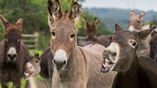 Donkeys and donkeys in full sounds [upl. by Devine414]