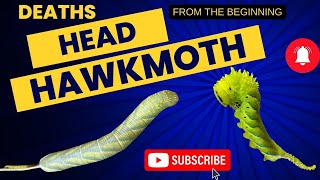 Deaths head hawkmoth Acherontia Atropos from egg to moth [upl. by Mayworm]