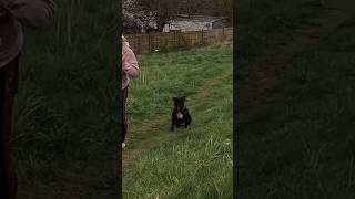 Chihuahua And Dachshund Face To Face With Danger Dog dog dogwalk staffy puppy offleashlife [upl. by Tedman354]