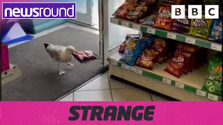 Strange News Seagull stealing from shop painting underwater amp more  Newsround [upl. by Veronika]