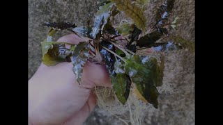 How to Grow Cryptocoryne Wendtii Brown [upl. by Whitehurst]