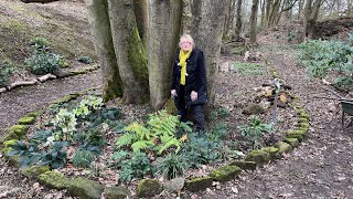 Storm Damage Early Spring Tour  Hellebores Aconites Snowdrops [upl. by Areehs]