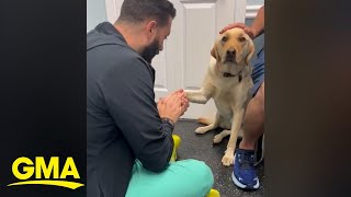 Video of injured dog learning to trust vet goes viral l GMA [upl. by Tail]