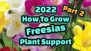 How to grow freesias in pots Part 2 plant supports [upl. by Colyer]