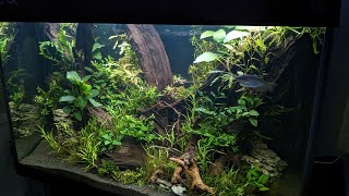 1m Aquarium inrichting Planten amp Vissen Nickey [upl. by Angeli]