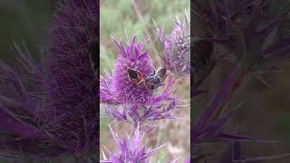 Assassin bug attempts to grab a Megachile bee [upl. by Odlareg]