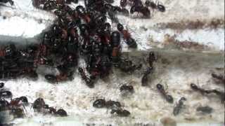 Camponotus ligniperda colony view [upl. by Lot]