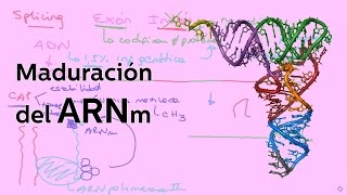 Maduración del ARNm  Biología  Educatina [upl. by Drofnil]