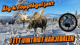 Älgjakt med Jämthund och Toppfågeljakt i Ett Snötäckt Härjedalen [upl. by Atnuahs981]