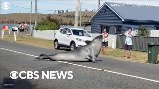 Neil the seal strikes a pose on Tasmania street [upl. by Ttiwed453]