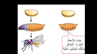 Maternal Effects  Cytoplasmic Determinants [upl. by Lacie470]