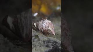 Grunt Sculpin macrovideography underwater underwaterphotography fish [upl. by Baniez]