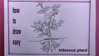 how to draw a hibiscus plant easyhibiscus plant drawing [upl. by Clover]