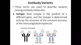 Antibody variants isotypeallotype and Idiotype [upl. by Anitsrhc485]