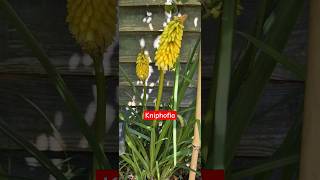 Red Hot Pokers are out  Kniphofia  Tropical hardy plant shootsvideo subtropical garden [upl. by Leziar]