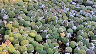 How to grow lithops from seeds [upl. by Atnoed]