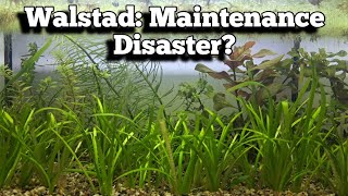 Walstad Maintenance A Disaster Waiting to Happen [upl. by Ahsirtal]