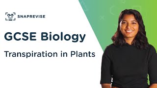 Transpiration in Plants  91 GCSE Science Biology  OCR AQA Edexcel [upl. by Linkoski744]