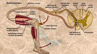 CLASSIFICATION OF REFLEXES [upl. by Nelac]