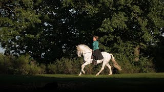 A Look Around Privatgestüt Möningerberg  Baroque PRE horses [upl. by Ennalorac]