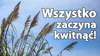 Gracillimus i inne trawy ozdobne kwitną [upl. by Pega]