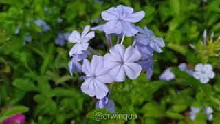 Plumbago Auriculata [upl. by Salis]