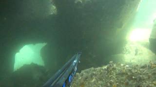 Video clip of a shoal of musselcracker in Coega harbour wall Port Elizabeth South Africa [upl. by Donnie]