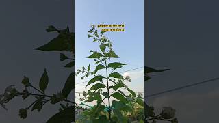 Harsingar ka paudhaharsingar 🙏🙏🌿🌿prajatiYouTubeshortsshortvideo [upl. by Daiz287]