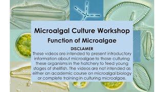 4 Microalgal Culture Workshop Function of Microalgae [upl. by Dino]