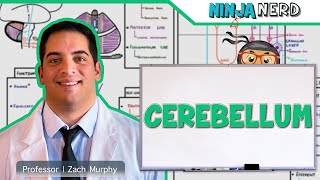 Neurology  Cerebellum Anatomy amp Function [upl. by Towland]