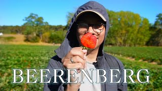 STRAWBERRY PICKING AT BEERENBERG  PETIK STROBERI DI BEERENBERG ADELAIDE AUSTRALIA [upl. by Broeker]