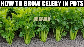 How To Plant Celery  SEED TO HARVEST  FULL INFORMATION [upl. by Dafna]