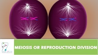 MEIOSIS OR REPRODUCTION DIVISIONPART 03 [upl. by Risteau]