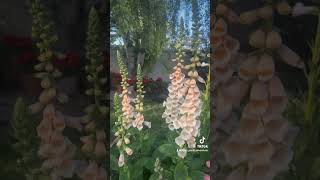 Growing Foxgloves 101 [upl. by Tound186]