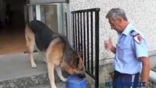 Buck leroe il cane antidroga amato dai bambini [upl. by Kenlay593]