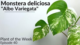 How To Care For Variegated Monstera Monstera deliciosa quotAlbo Variegataquot  Plant Of The Week Ep 40 [upl. by Kip120]