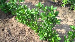 Aronia Berry Plants  DiMeos Aronia Berry Plants Nursery [upl. by Tenney864]