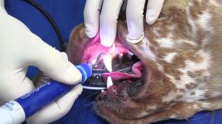 Professional Teeth Cleaning in a Dog or Cat [upl. by Daggna]