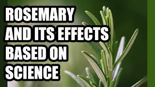 ROSEMARY Salvia rosmarinus a powerful plant  Benefits and contraindications [upl. by Netsrijk]