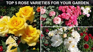 TOP 5 ROSE VARIETIES FOR YOUR GARDEN [upl. by Curtis714]