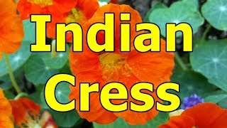 Indian Cress  Tropaeolum majus HD Video 01 [upl. by Melamie130]