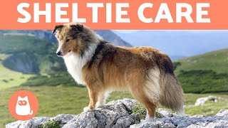 SHETLAND SHEEPDOG 🐶🐾 Sheltie Characteristics and Care [upl. by Reggis294]