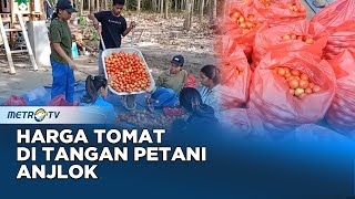 Harga Tomat murah dulurr tomat petanitomat tomatmurah garden [upl. by Alikat]