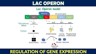 Lac operon in tamil gene expression and regulation [upl. by Vitale]