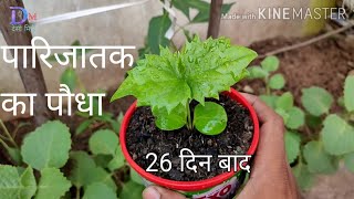 how to grow parijatak from seeds पारिजात हरसिंगारका पौधा कैसे लगाएं हरसिंगार पारिजातक [upl. by Valaree487]