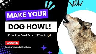 Make Your Dog Howl Loudly  Beats and Sounds Official [upl. by Barlow743]