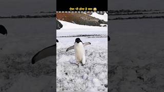 penguin in antartica 🥶 facts shorts factsdastan [upl. by Aleta]