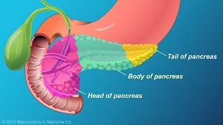 The Role and Anatomy of the Pancreas [upl. by Chandler]